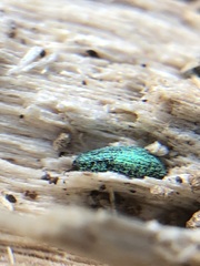 Coleoptera