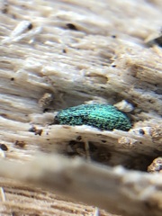 Coleoptera