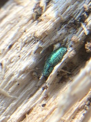 Coleoptera