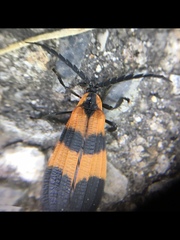 Calopteron discrepans