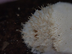 Echinoporia hydnophora