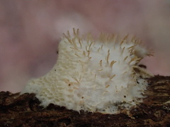 Echinoporia hydnophora