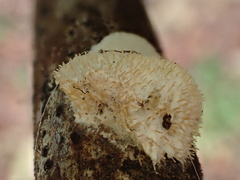 Echinoporia hydnophora