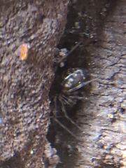 Araneae