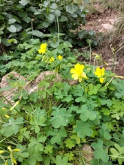 Oxalis pes-caprae