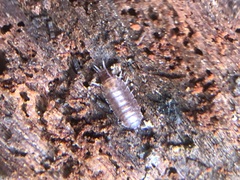 Oniscidea