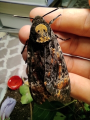 Acherontia atropos