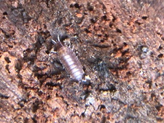 Oniscidea