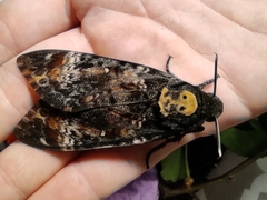 Acherontia atropos