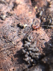 Arachnida