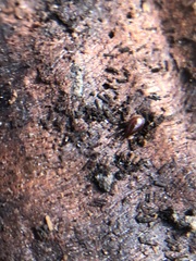 Arachnida
