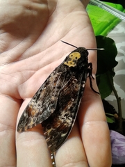 Acherontia atropos