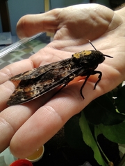 Acherontia atropos