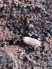 Oniscidea