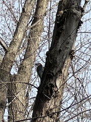 Melanerpes carolinus