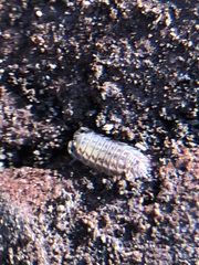 Oniscidea