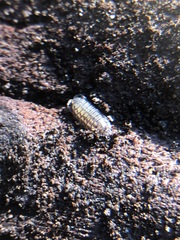 Oniscidea