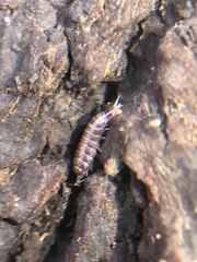 Oniscidea