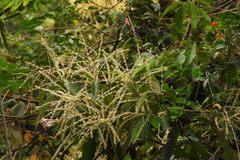 Castanopsis formosana