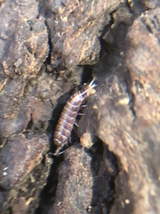 Oniscidea