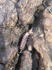Oniscidea