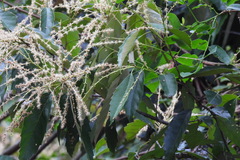 Castanopsis formosana