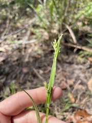 Carex crebriflora