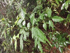 Fraxinus insularis