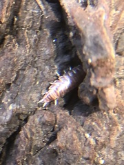 Oniscidea