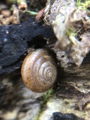 Stylommatophora