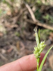 Carex crebriflora