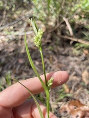 Carex crebriflora