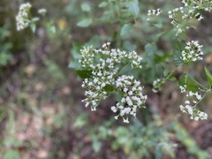 Ageratina jucunda
