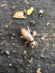 Collembola
