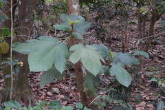 Ficus esquiroliana
