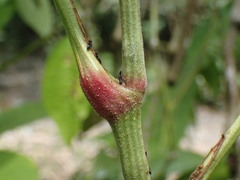 Leea guineensis image