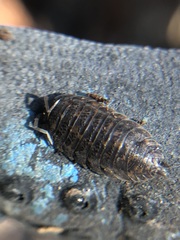 Oniscidea