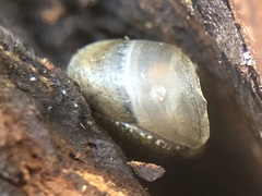 Gastropoda