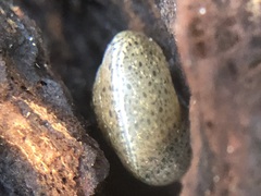 Gastropoda