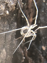 Rilaena triangularis