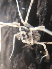 Rilaena triangularis