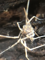 Rilaena triangularis