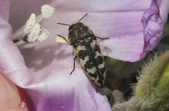 Acmaeodera bowditchi