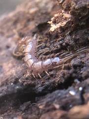 Chilopoda
