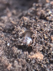 Coleoptera