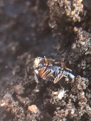 Coleoptera
