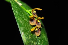 Acianthera exarticulata