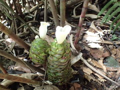 Costus dubius