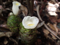 Costus dubius