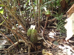 Costus dubius